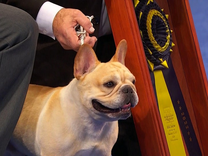 1669390234 880 Winston the Bulldog Wins Top Honors at National Dog Show
