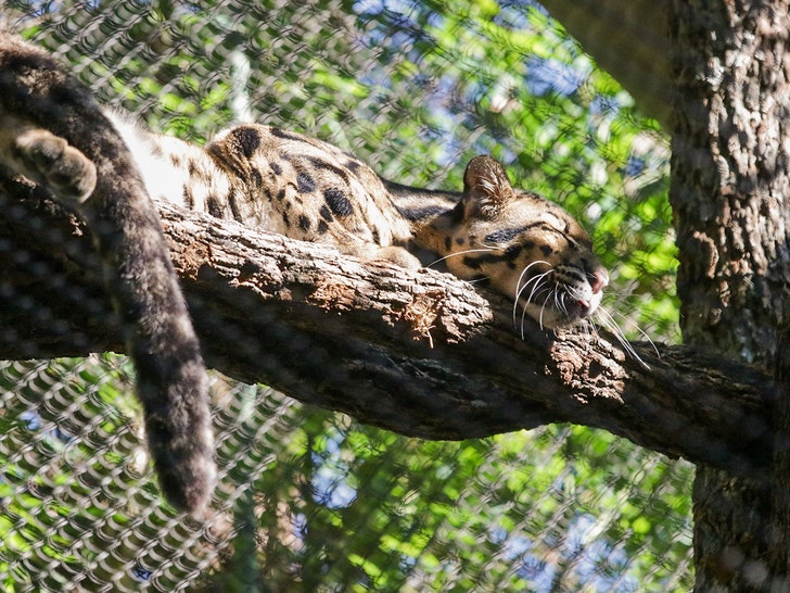 Dallas Zoo Shuts Down After Clouded Leopard Goes Missing